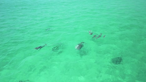 delfines jugando en el agua