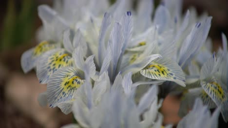 netted iris - iris reticulata beautiful small spring flower blooming - iris eye-catcher dwarf iris orchid - handheld shot