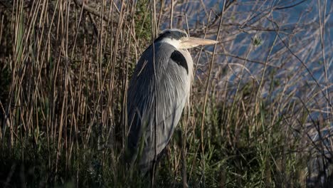 Carmargue-Bird-4K-01