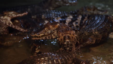 gran grupo de lagartos caiman a cámara lenta
