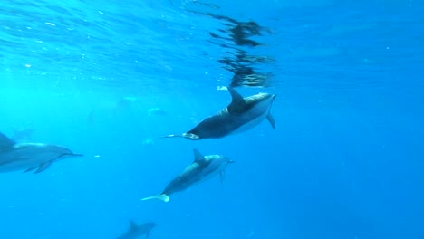 4k beautiful slo-mo shot of a small pod of dolphins swimming closely and gracefully in front of the camera