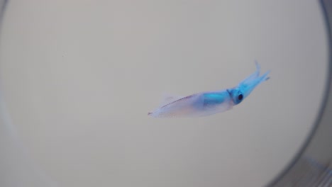 Close-up-of-Japanese-Firefly-Squid-in-Toyama-Prefecture