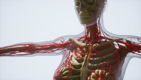 science-anatomy-of-human-Blood-Vessels