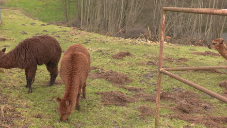 three brown alpacas standing on green meadow eating grass in slow motion