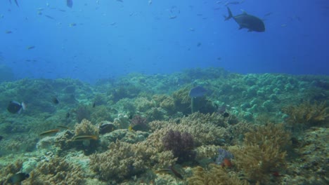 Schwimmen-über-Einem-Gesunden-Riff-Voller-Leben-Mit-Einigen-Silbermakrelen,-Die-Um-Das-Riff-Herumschwimmen-Und-Patrouillieren