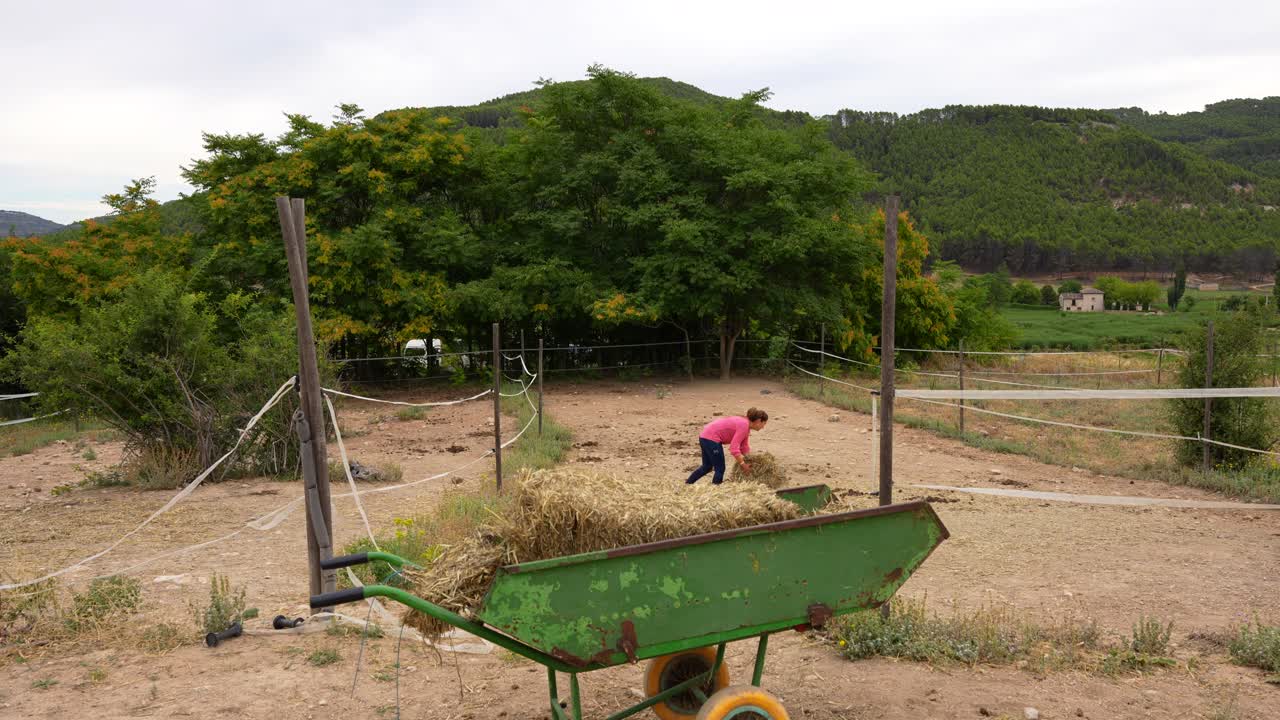 Hard-working woman spreads fresh straw from a wheelbarrow in a paddock for horses at a rural equestrian center in the Spanish countryside
