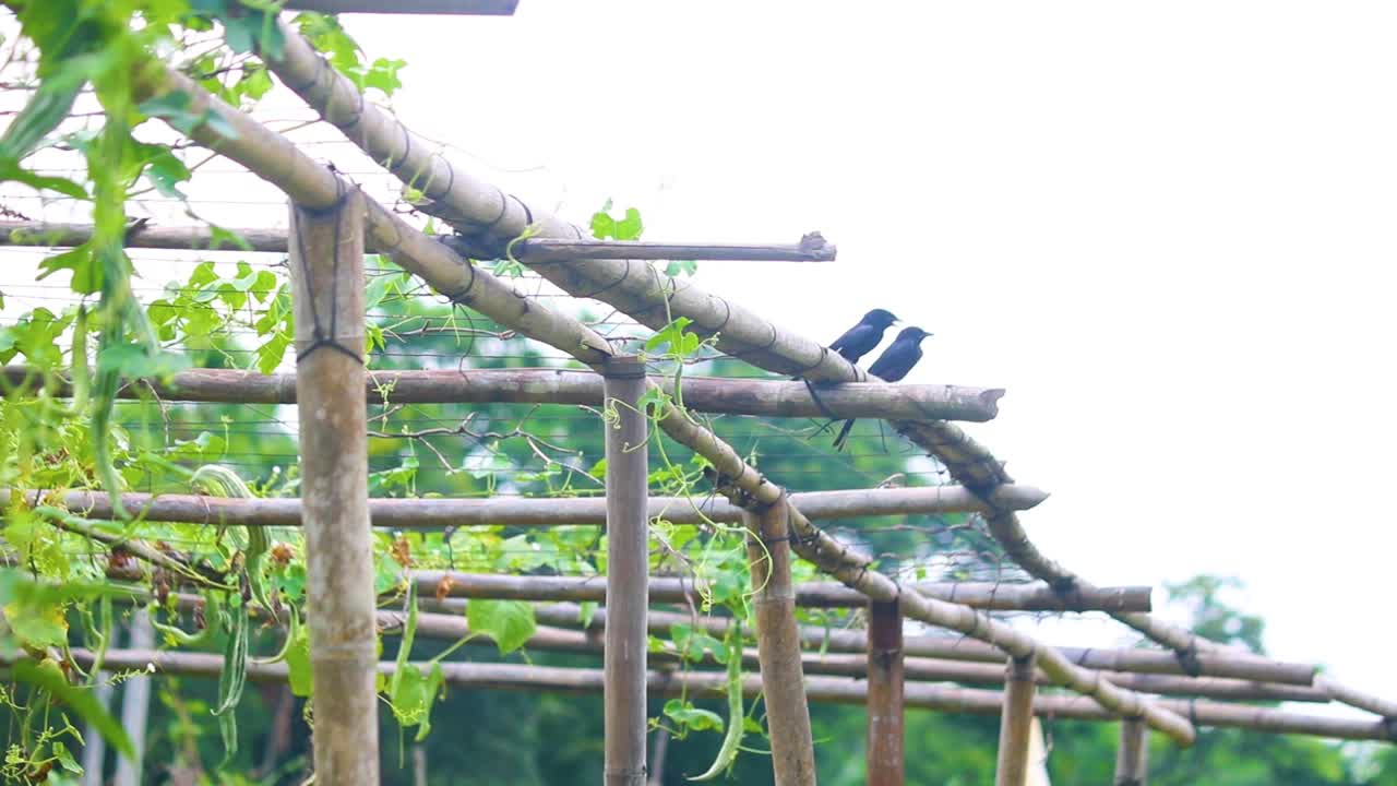 한  ⁇  의 드롱고 새 들 이 방글라데시 의 채소 정원 에 있는 대나무 에 앉아 있다