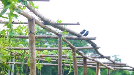 un par de pájaros drongo se posan en bambú estructurado en el jardín de verduras en bangladesh