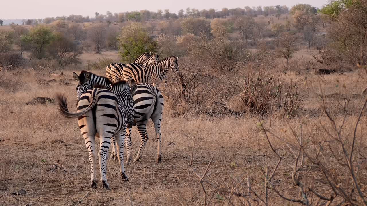 En flok zebraer, en safaribil kører forbi i baggrunden.