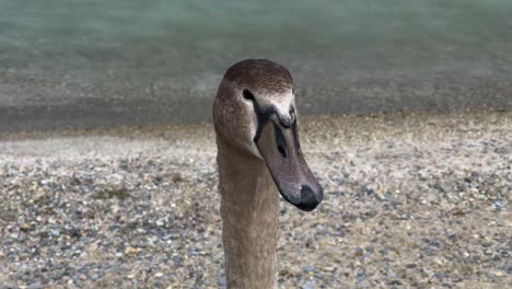 close up shot of duck in geneva lake in switzerland