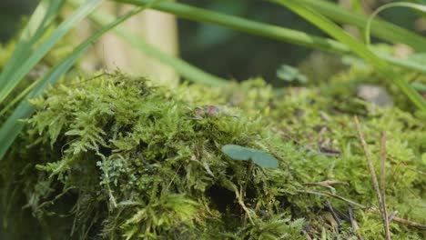 close-up view of moss and plants in a forest setting