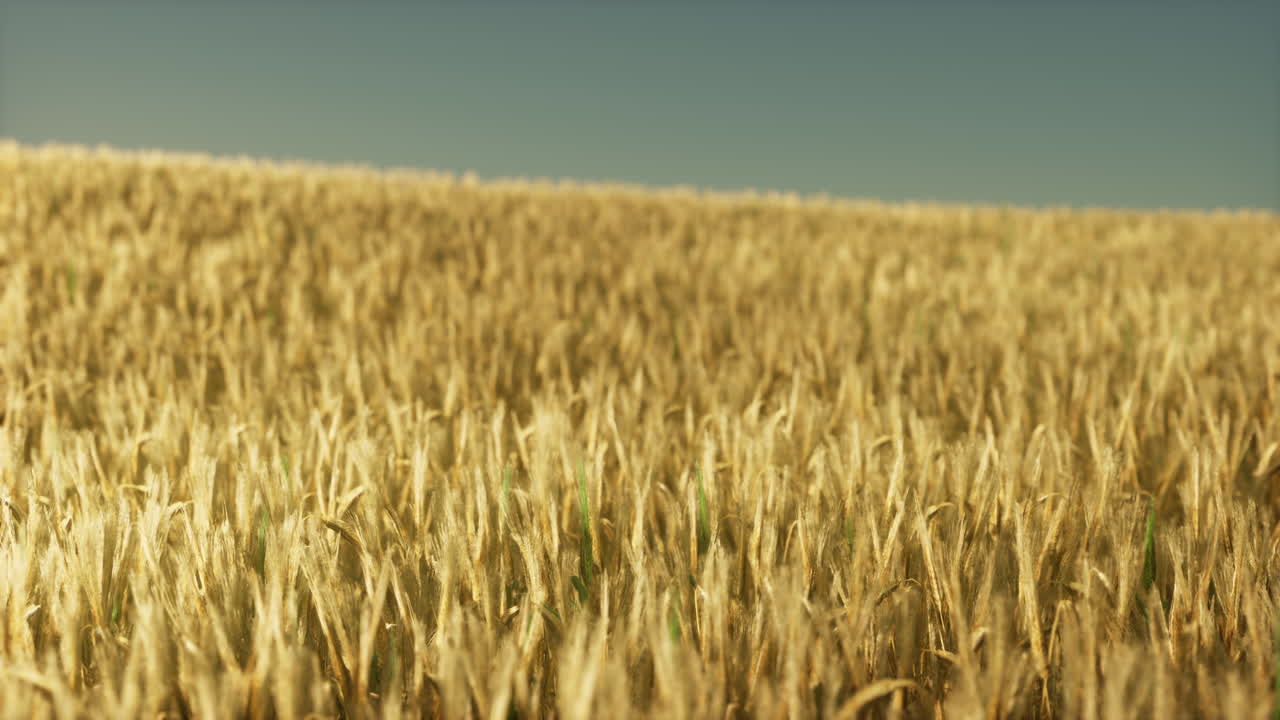 campo de trigo agrícola bajo la puesta del sol