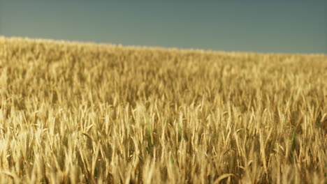 agricultural wheat field under sunset