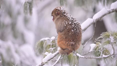 closeup of rhesus macaque monkey  in snow fall