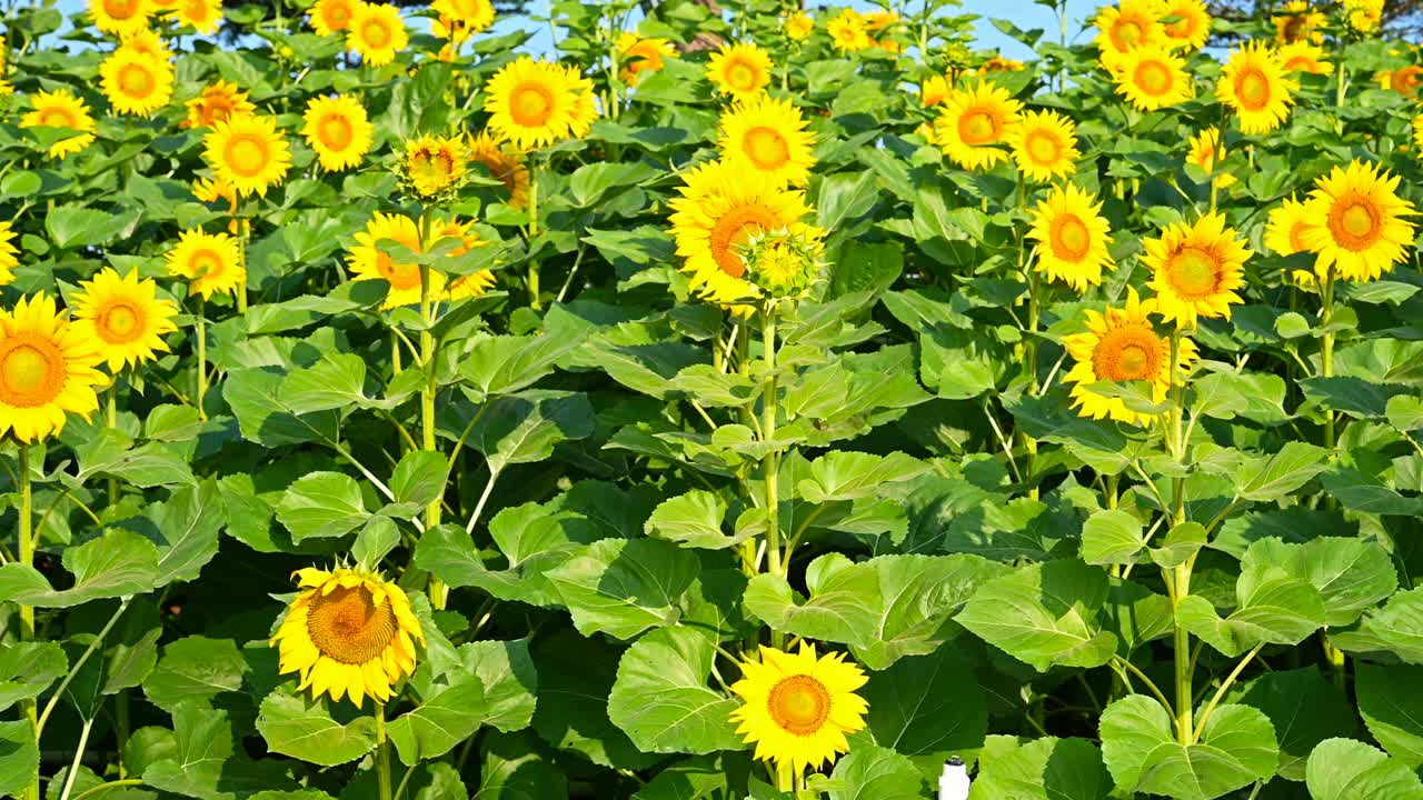 은 아침에 에서 꽃이 피는 꽃을 볼 수 있습니다.