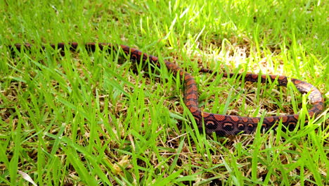 epicrates cenchria is a boa species endemic to central and south america