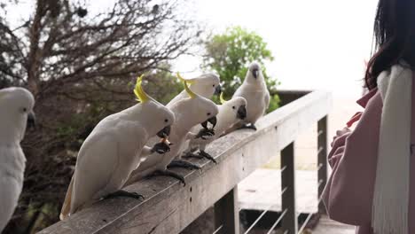 person feeding cockatiels on a wooden railing