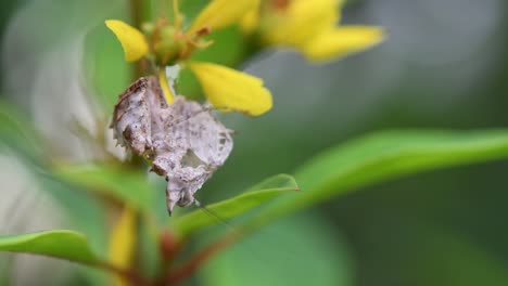 mantis religiosa, ceratomantis saussurii, tailandia, vista colgando boca abajo debajo de un pétalo de una flor amarilla sacudiendo su cuerpo, esta mantis es tan pequeña