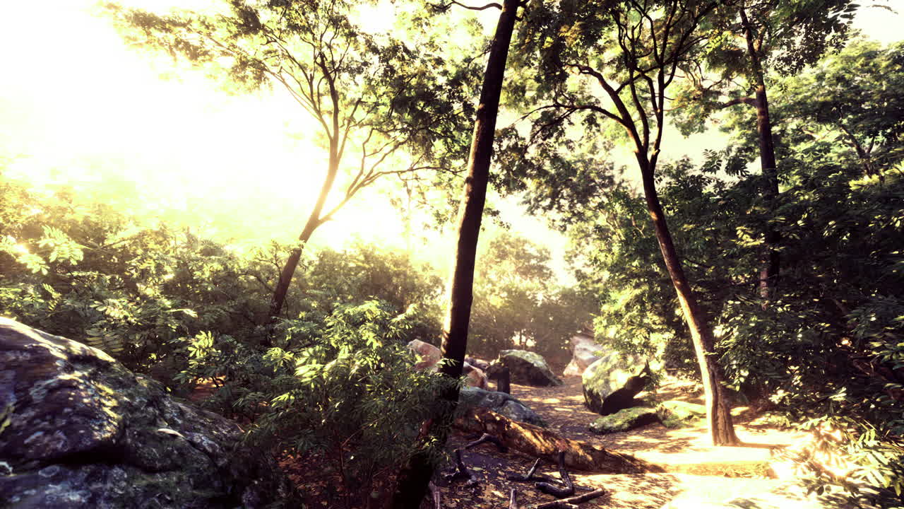 Magical forest path illuminated by sunlight filtering through vibrant trees