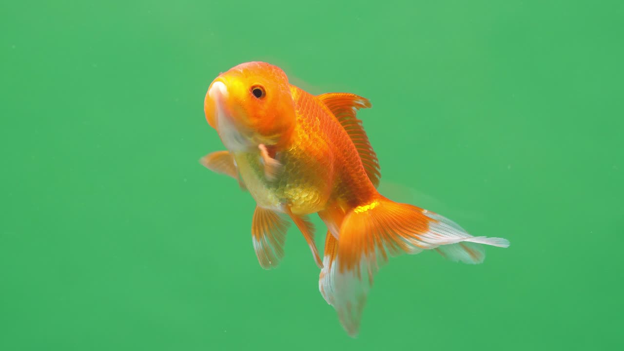 Gold Fish On Green Screen Background
