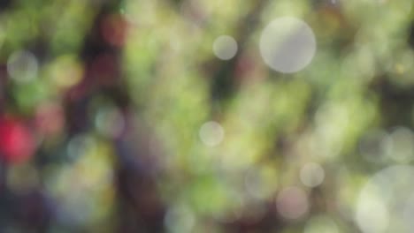 abstract spring background with bokeh