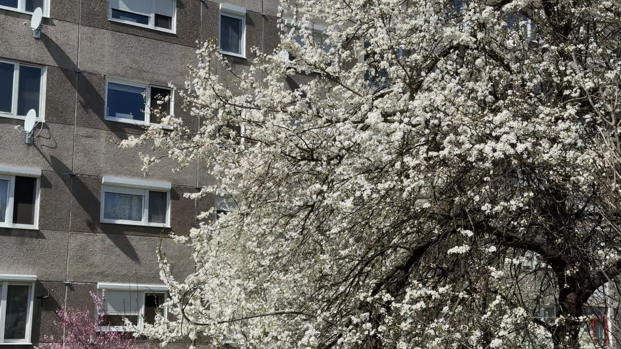 Blossoming tree in front of apartment windows