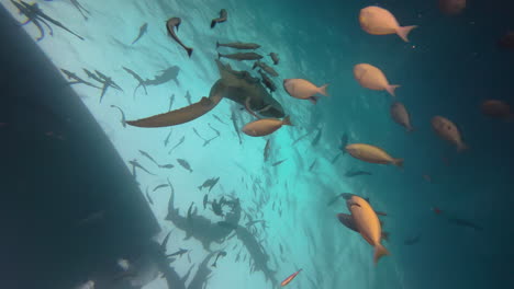 six nurse sharks and lots of reef fish approach a boat from below expecting food