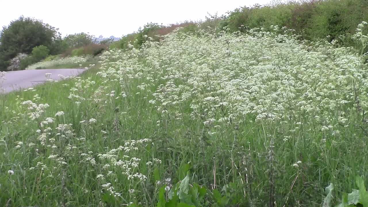 Cow Parsley, also known as keck, growing on the side of an English road