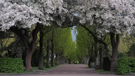 Hermosa-Ruta-De-Senderismo-En-El-Parque-Con-Un-árbol-Floreciente