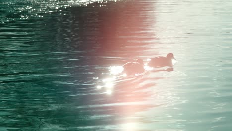 ducks swimming at the lake under a bright reflection of a rising sun - wide shot