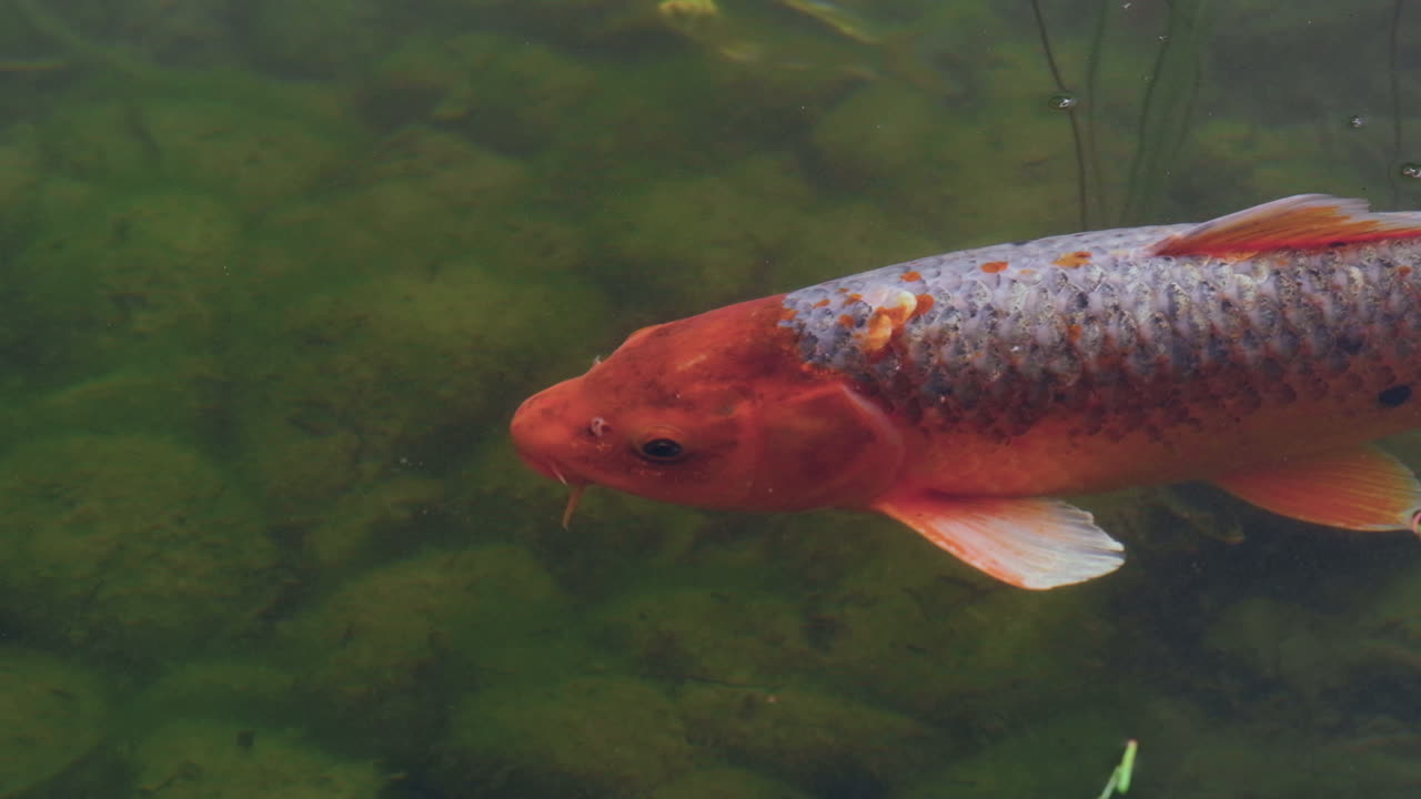 un gran pez koi naranja llena el marco mientras cruza las verdes aguas zen del jardín japonés