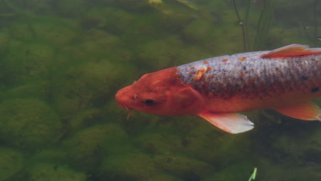 large orange koi fish fills the frame as it crosses through the green zen waters of the japanese garden