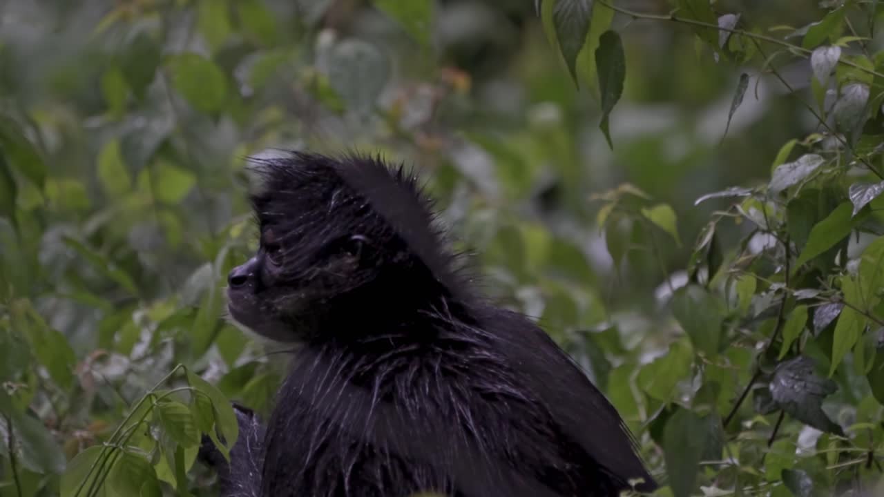 A spider monkey enjoys its meal high in the jungle canopy of Lake Atitlán