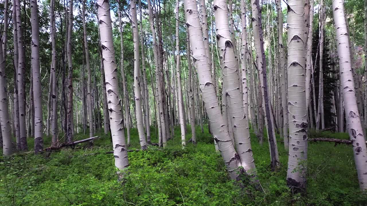 Aspen Trees Groove Forest green summer Colorado Rocky Mountains aerial drone Telluride airport Ridgway Last Dollar Road Ouray Silverton San Juan Mount Sneffels Wilson Peak gimbal smooth left motion
