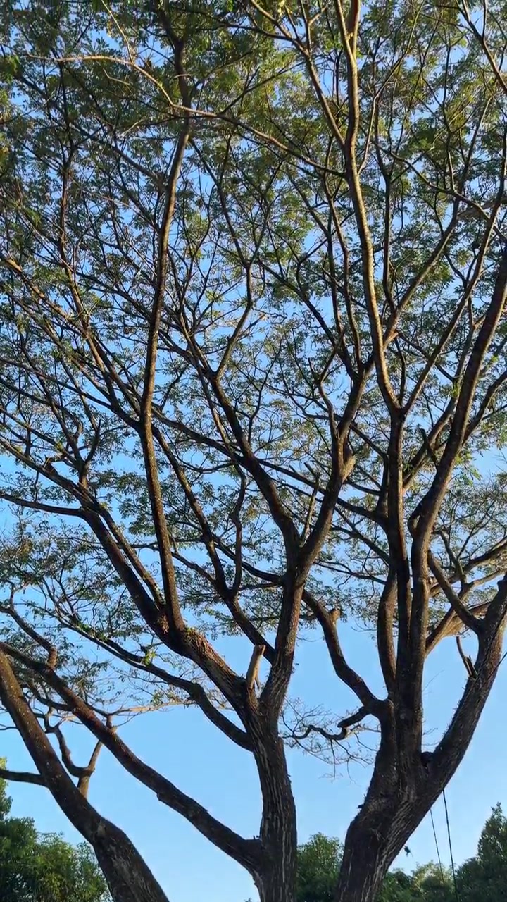 Grande albero con rami estesi contro un cielo azzurro limpido