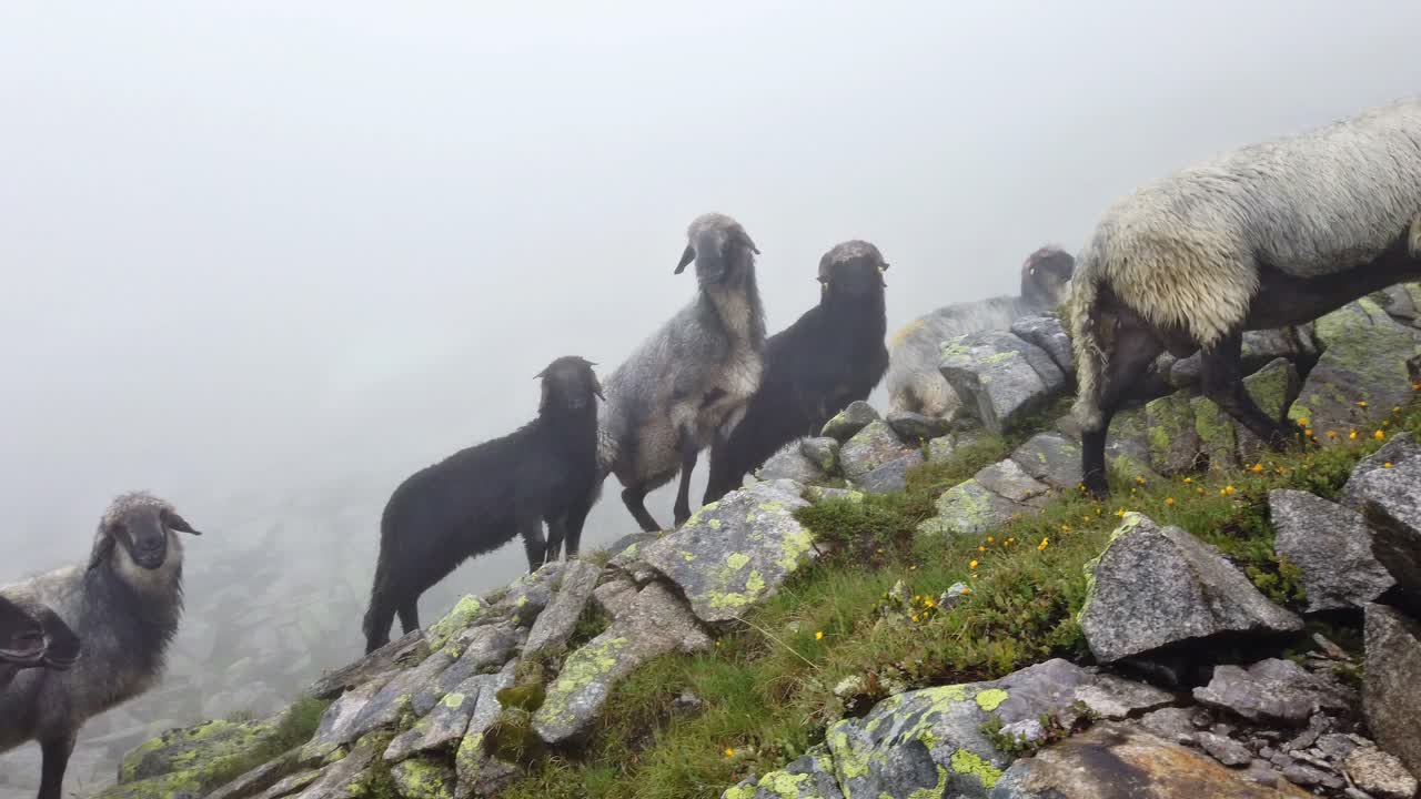 Left to right pan of alpine sheep herd on a rainy cloudy day in austrian alps. Sheeps walking over the wet rocks