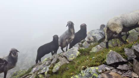 left to right pan of alpine sheep herd on a rainy cloudy day in austrian alps. sheeps walking over the wet rocks