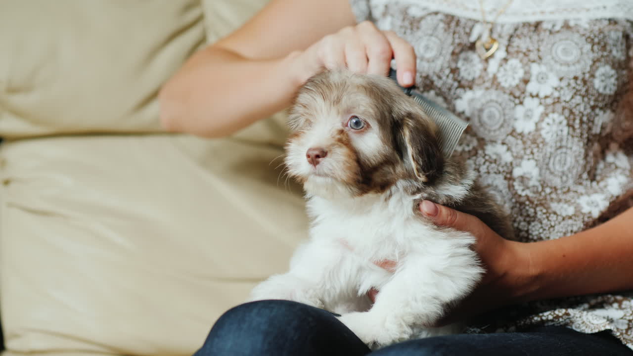 귀여운 강아지를 손질하는 여자