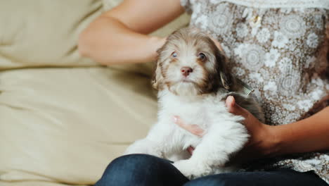 mujer acicalando lindo cachorro