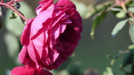 Nahaufnahme-Der-Lebendigen-Rosa-Rosenblüte