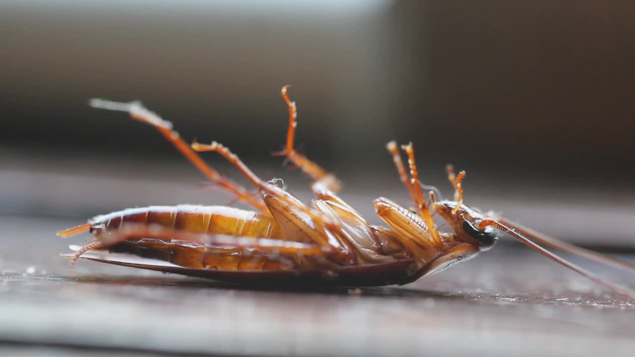 repelente de insectos