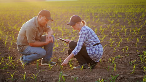 los agricultores trabajan en el campo se sientan cerca de los brotes verdes de las plantas jóvenes debaten usar la belleza de la tableta