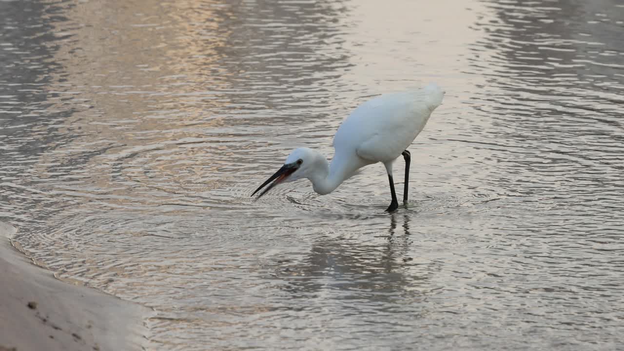 garza que vadea y golpea a su presa en el agua
