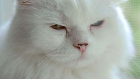 domestic cat with complete heterochromia. white cat with different colored eyes is sitting by the window.