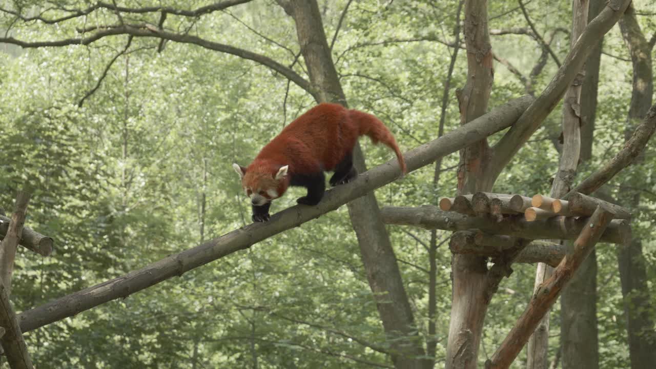 폴란드 그단스크 동물원의 자연 서식지에 있는 통나무 다리를 타고 내려가는 사랑스러운 레드 팬더