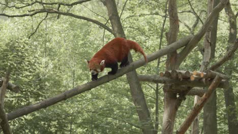 adorable red panda climbing down the log bridge on its natural habitat at gdańsk zoo in poland