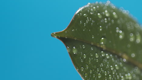 vertical of drops of water drip from the green leaves down on the blue background