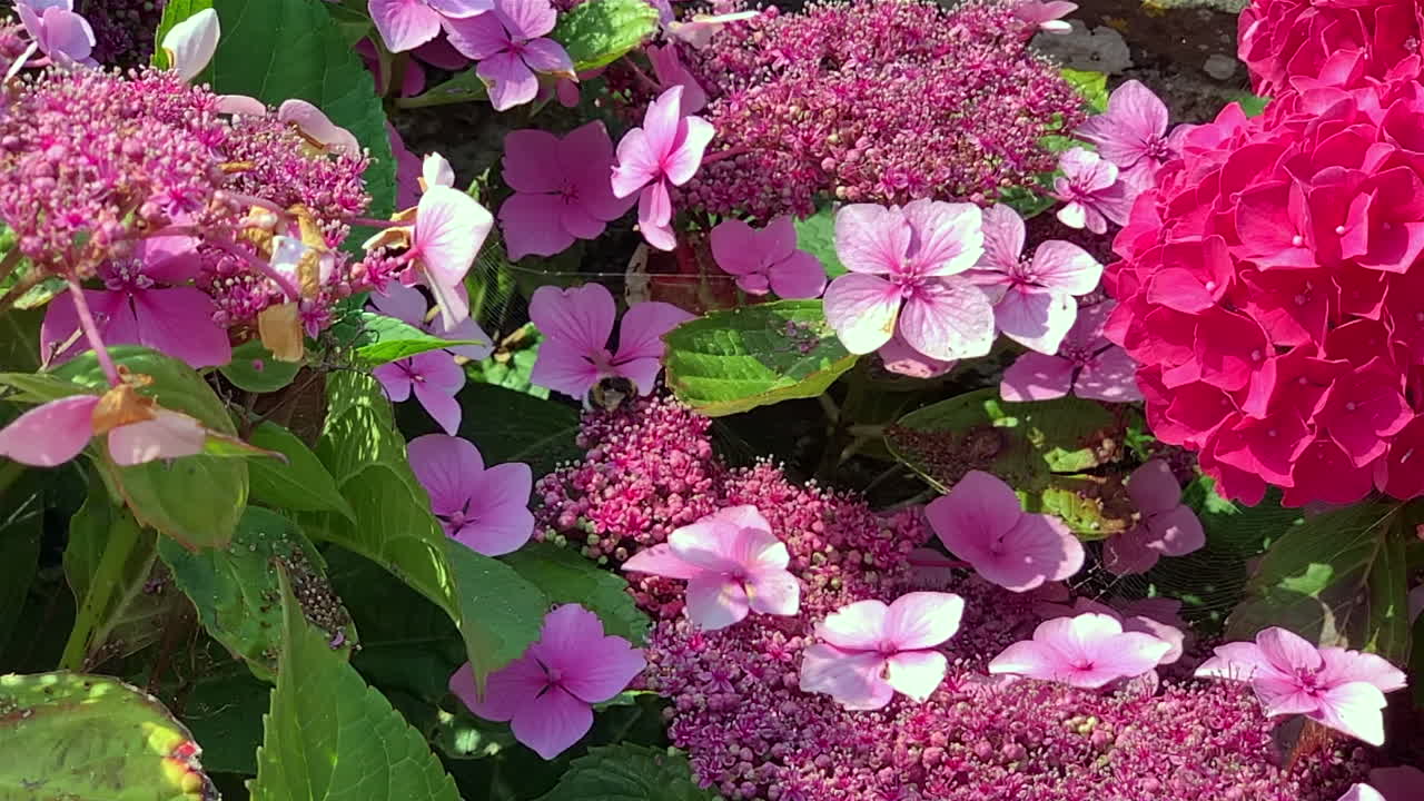abejorro volando alrededor de hortensias con gorra de encaje en cámara lenta
