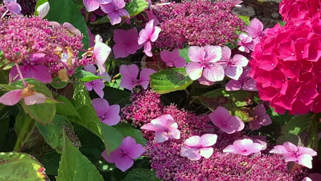 abejorro volando alrededor de hortensias con gorra de encaje en cámara lenta