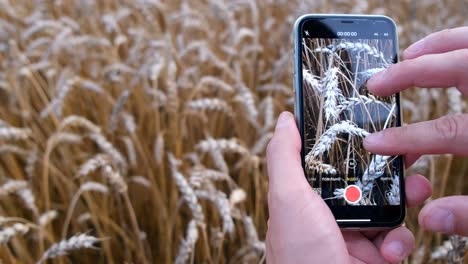 taking a photo of a wheat field with a smartphone